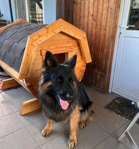 Buda dla psa lub kota